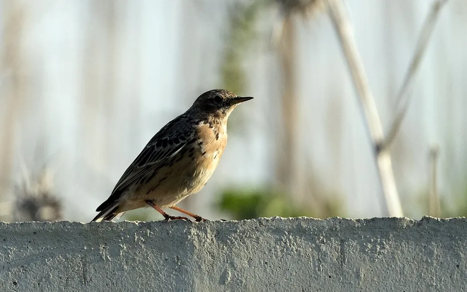 Red-throated Pipit (Anthus cervinus) — photo 4 of 4