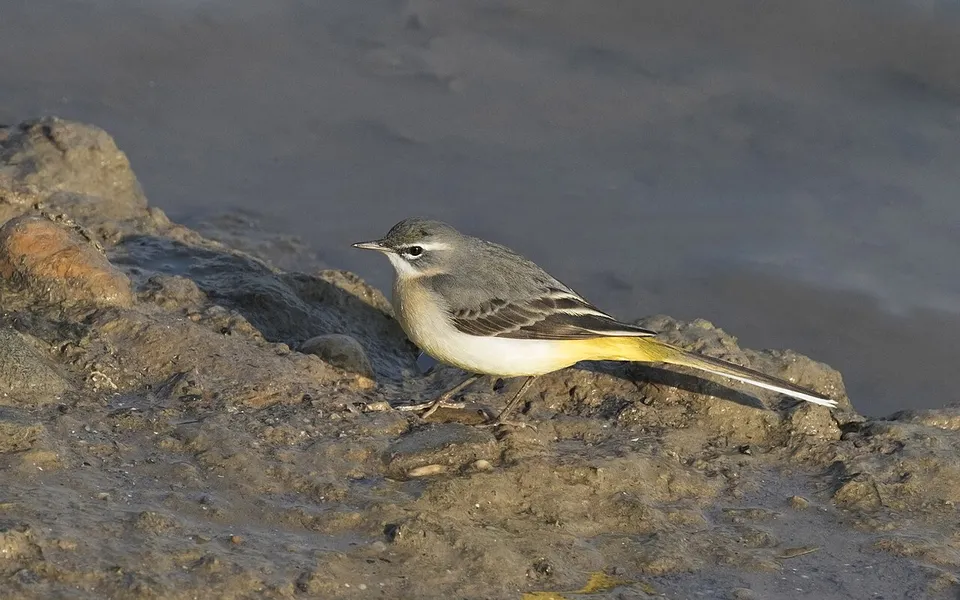 Gray Wagtail (Motacilla cinerea) — photo 4 of 6