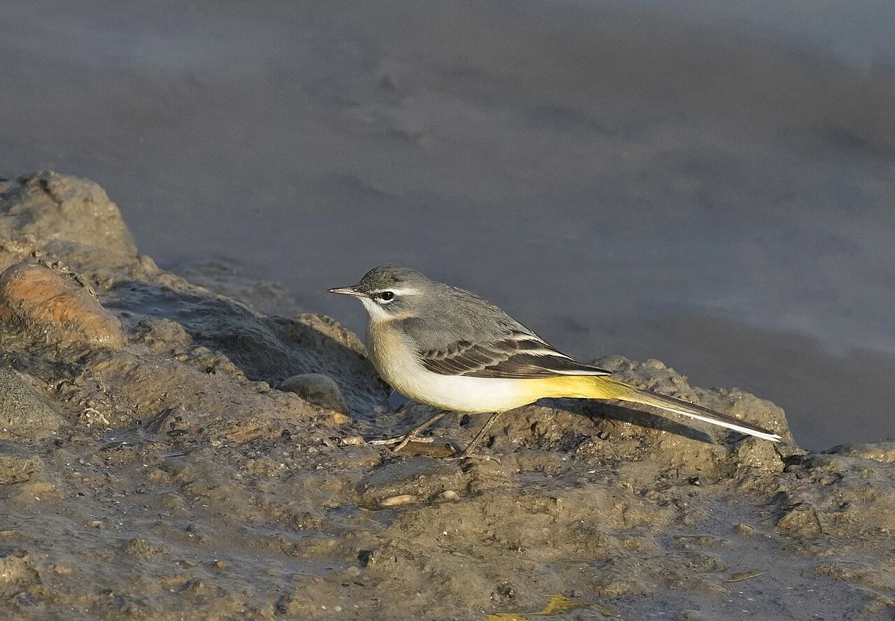 Gray Wagtail (Motacilla cinerea) — photo 4 of 6