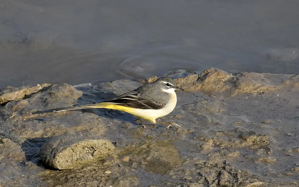 Gray Wagtail (Motacilla cinerea) — photo 5 of 6