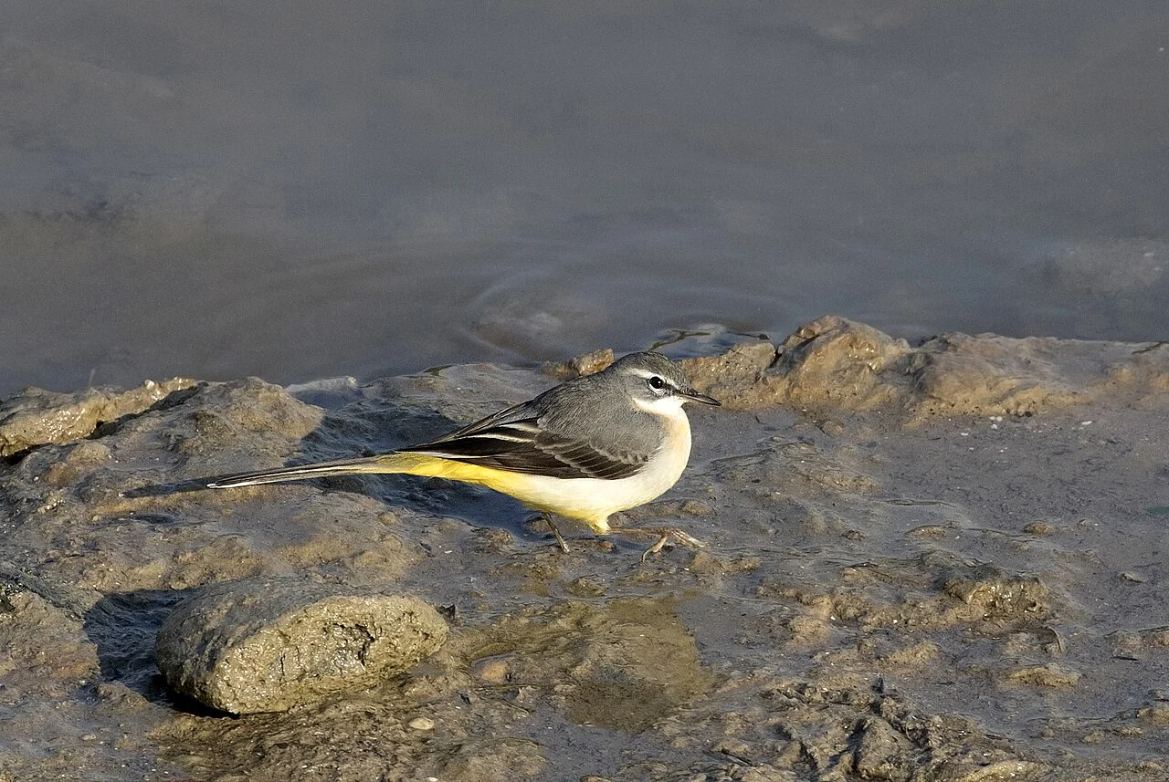 Gray Wagtail (Motacilla cinerea) — photo 5 of 6