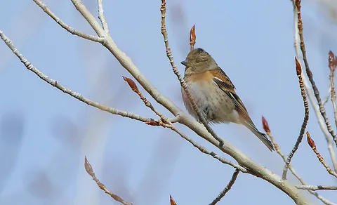 Brambling (Fringilla montifringilla) — photo 2 of 5