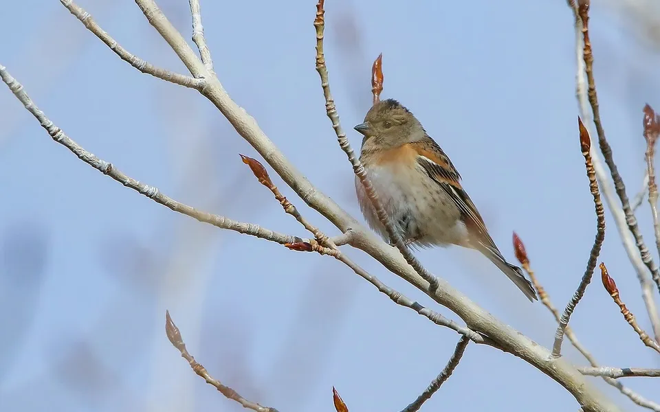 Brambling (Fringilla montifringilla) — photo 2 of 5