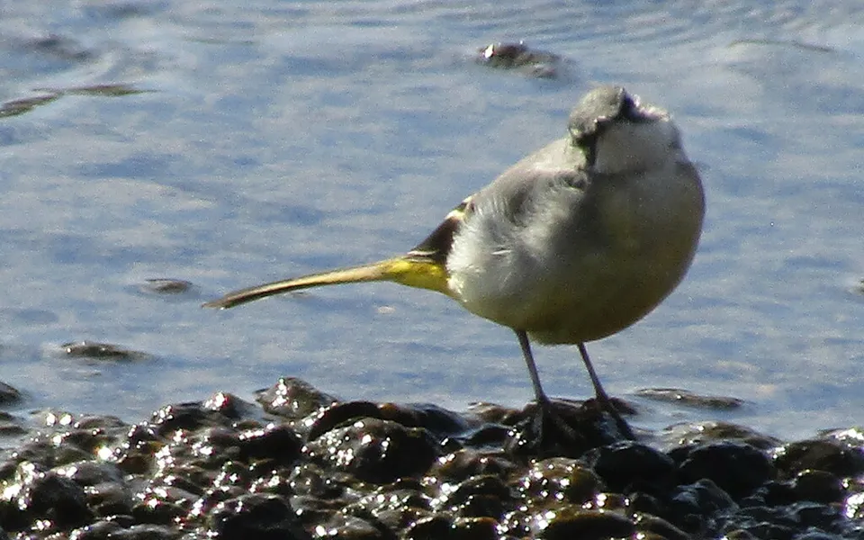 Gray Wagtail (Motacilla cinerea) — photo 3 of 6