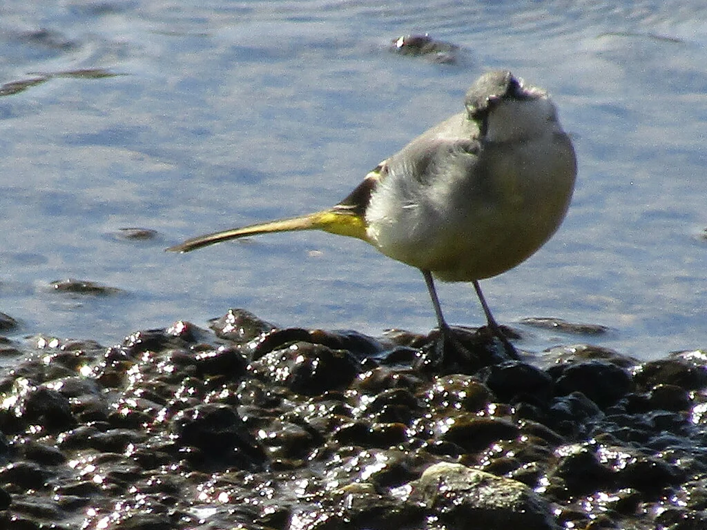 Gray Wagtail (Motacilla cinerea) — photo 3 of 6