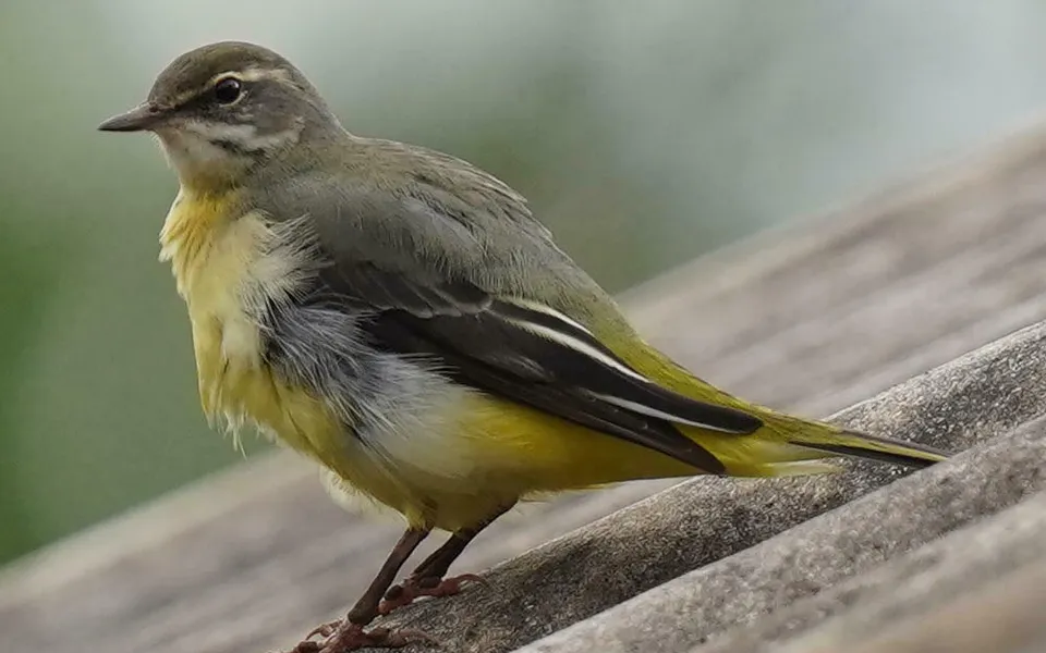 Gray Wagtail (Motacilla cinerea) — photo 6 of 6