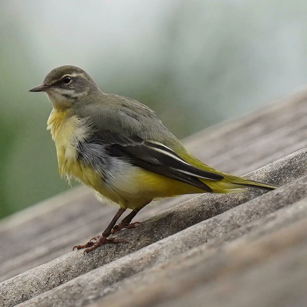 Gray Wagtail (Motacilla cinerea) — photo 6 of 6