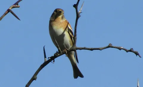 Brambling (Fringilla montifringilla) — photo 3 of 5