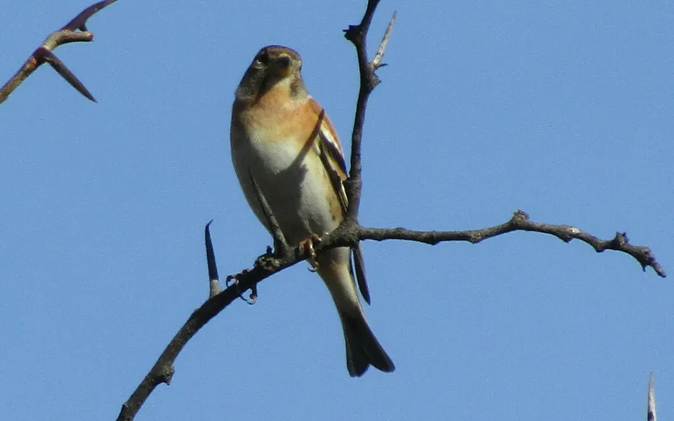Brambling (Fringilla montifringilla) — photo 3 of 5