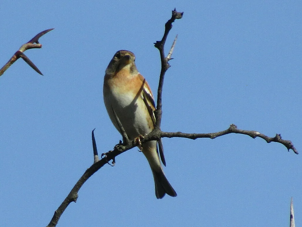 Вьюрок