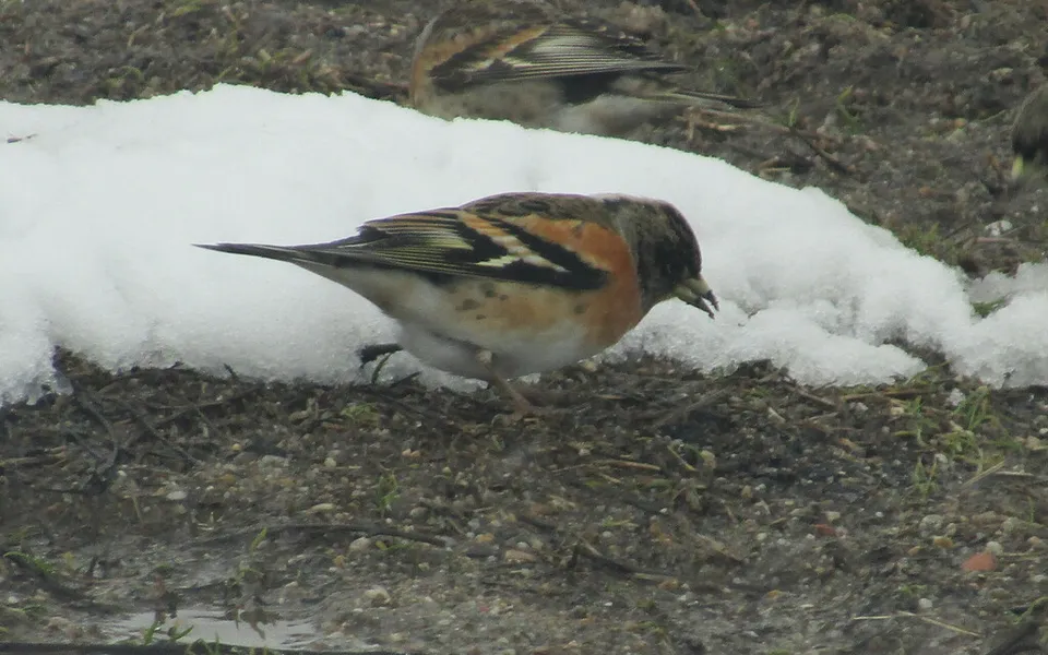 Brambling (Fringilla montifringilla) — photo 4 of 5