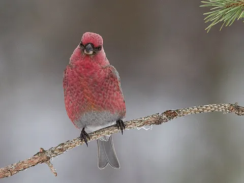Обыкновенный щур