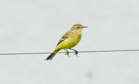Western Yellow Wagtail (Motacilla flava) — photo 3 of 4