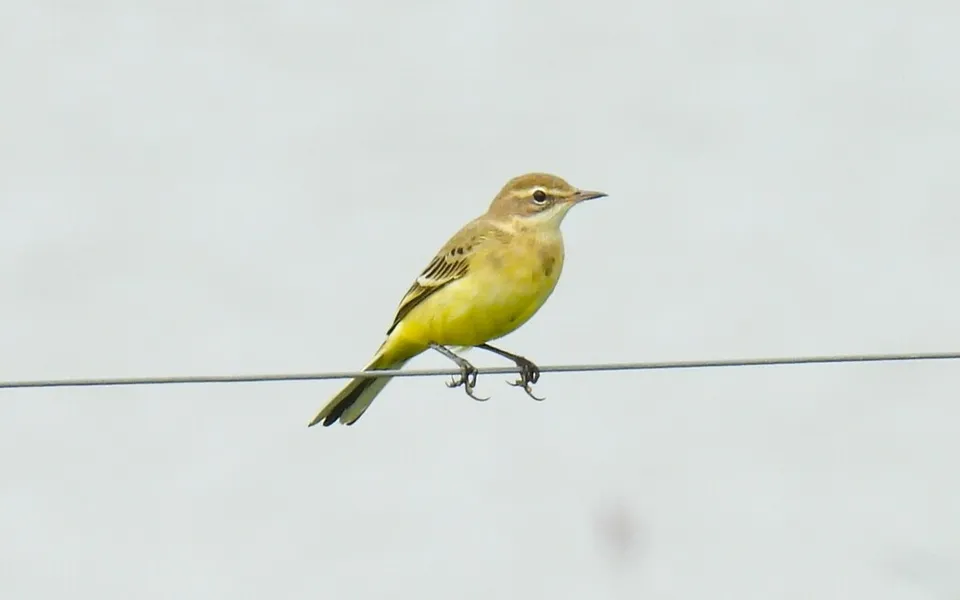 Western Yellow Wagtail (Motacilla flava) — photo 3 of 4