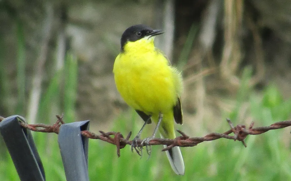 Western Yellow Wagtail (Motacilla flava) — photo 4 of 4