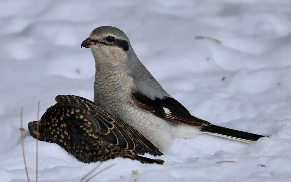 Great Gray Shrike (Lanius excubitor) — photo 2 of 4