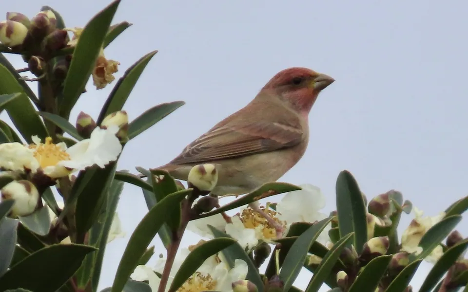 Common Rosefinch (Carpodacus erythrinus) — photo 4 of 4