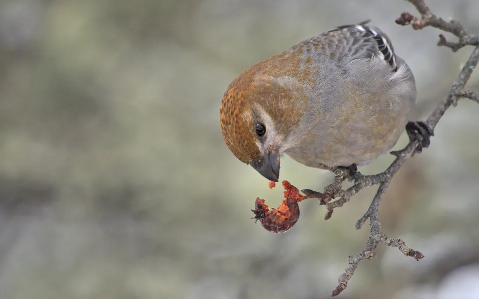 Pine Grosbeak (Pinicola enucleator) — photo 4 of 5
