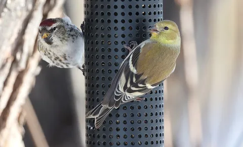 Redpoll