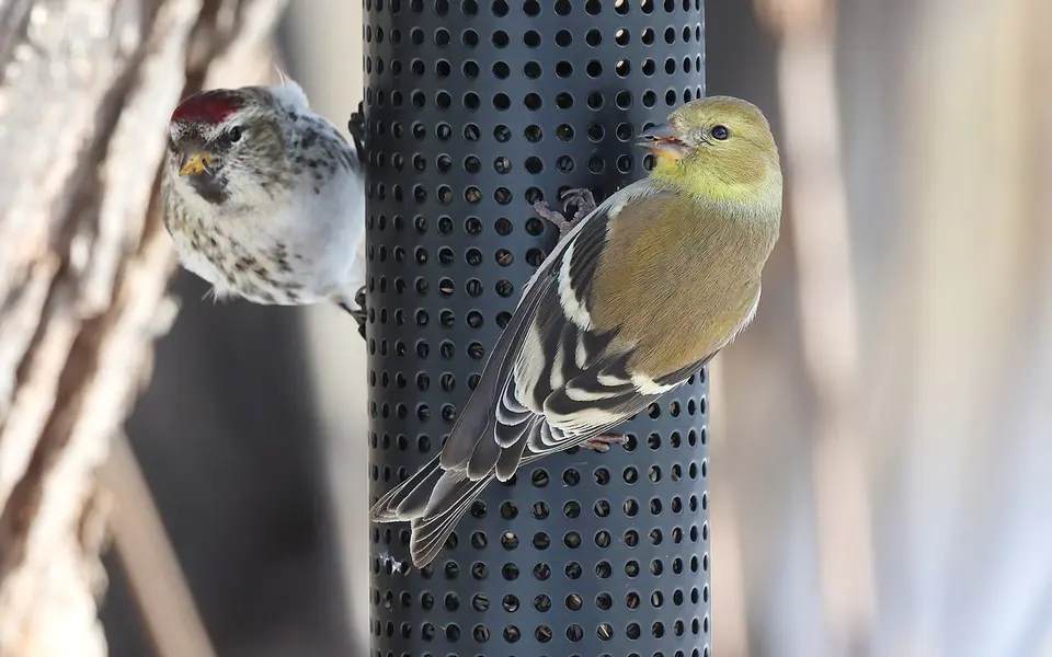 Redpoll (Acanthis flammea) — photo 2 of 4