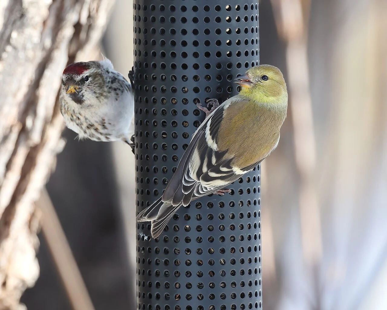 Redpoll