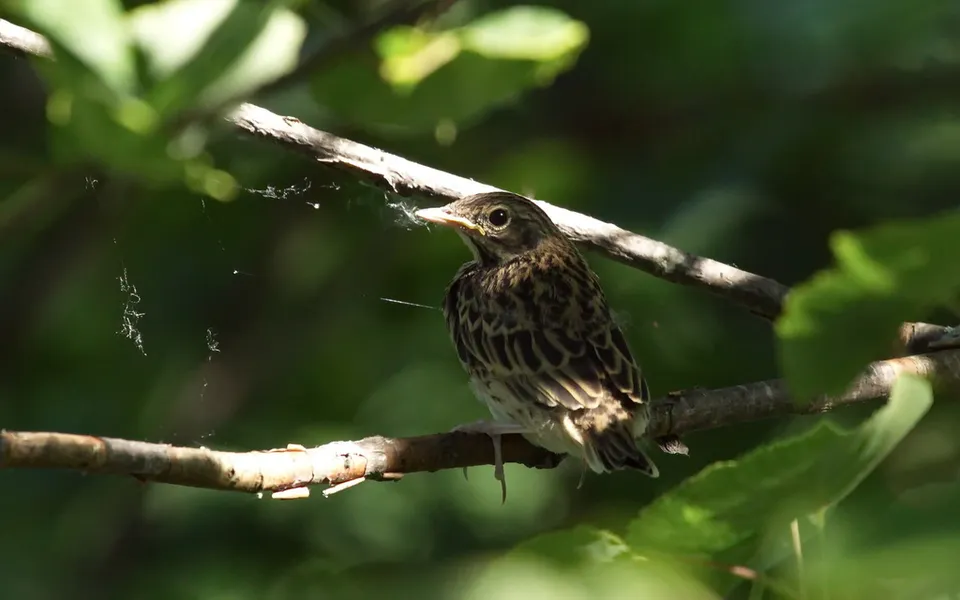 Tree Pipit (Anthus trivialis) — photo 2 of 3