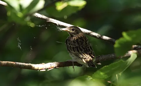 Tree Pipit (Anthus trivialis) — photo 2 of 3