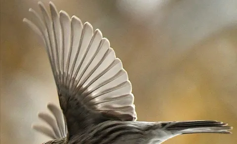 Redpoll