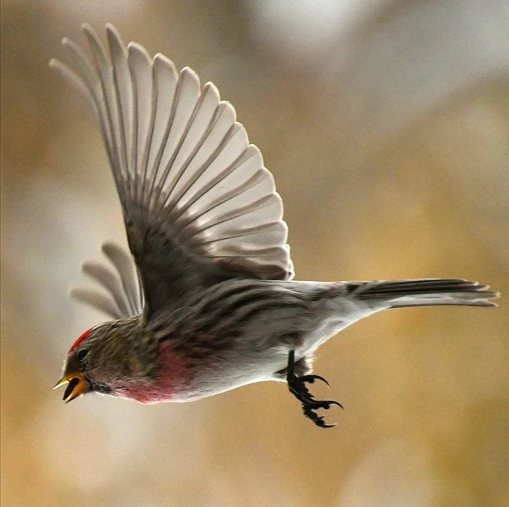 Redpoll