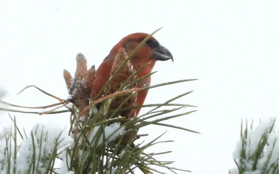 Parrot Crossbill (Loxia pytyopsittacus) — photo 4 of 5
