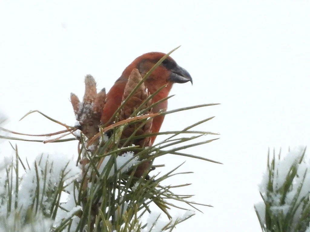 Parrot Crossbill (Loxia pytyopsittacus) — photo 4 of 5