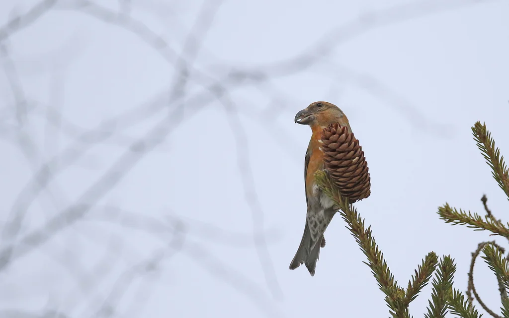 Parrot Crossbill (Loxia pytyopsittacus) — photo 5 of 5