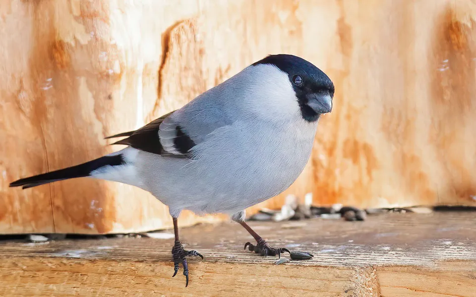 Eurasian Bullfinch (Pyrrhula pyrrhula) — photo 6 of 6