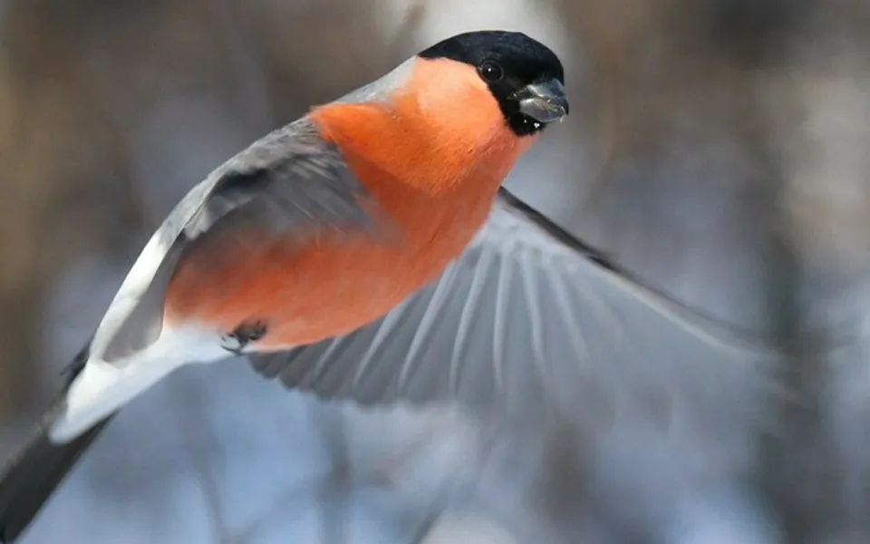 Eurasian Bullfinch (Pyrrhula pyrrhula) — photo 5 of 6