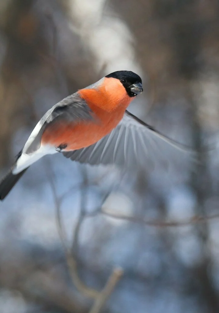 Eurasian Bullfinch (Pyrrhula pyrrhula) — photo 5 of 6
