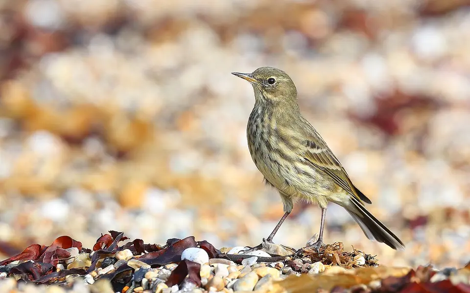 Rock Pipit (Anthus petrosus) — photo 3 of 4