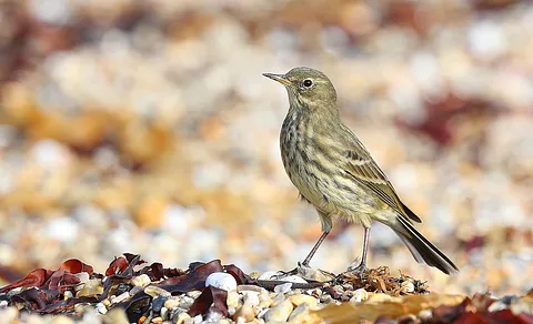 Rock Pipit