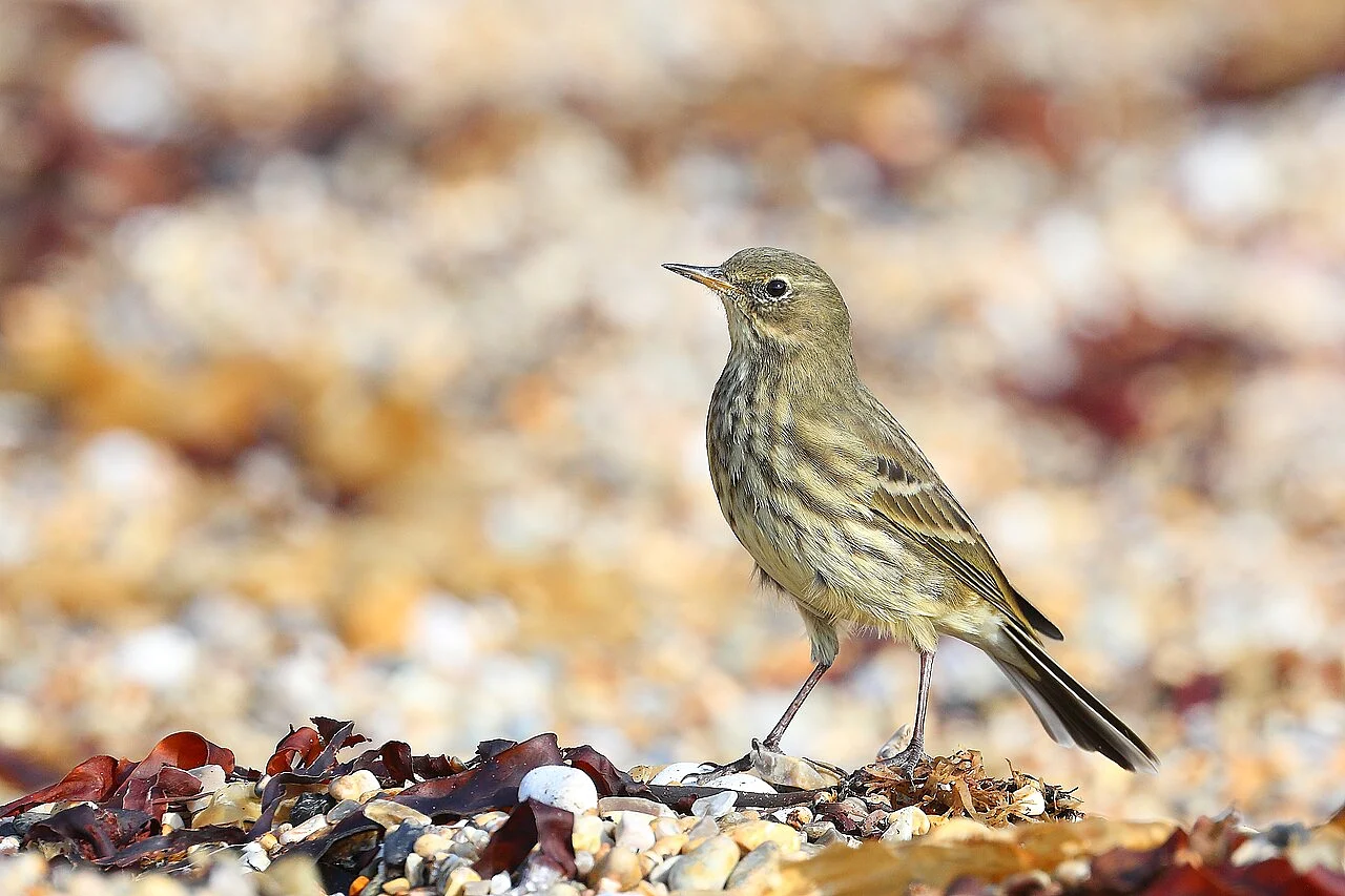 Rock Pipit