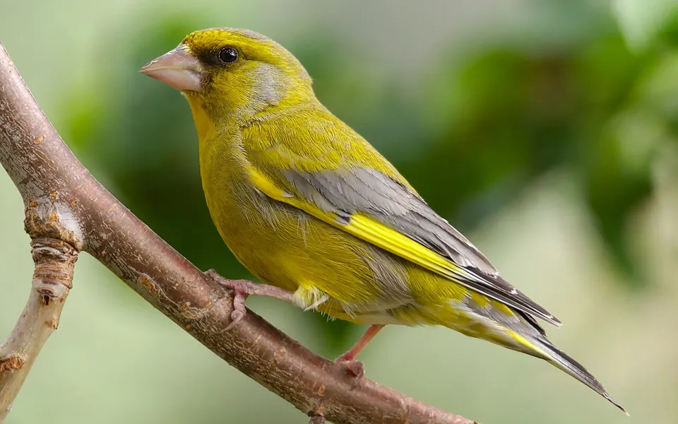 European Greenfinch (Chloris chloris) — photo 1 of 3
