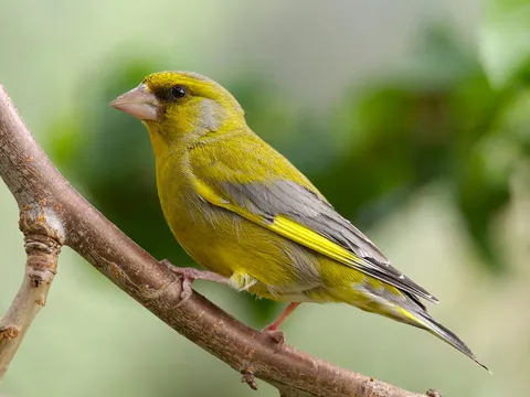 European Greenfinch