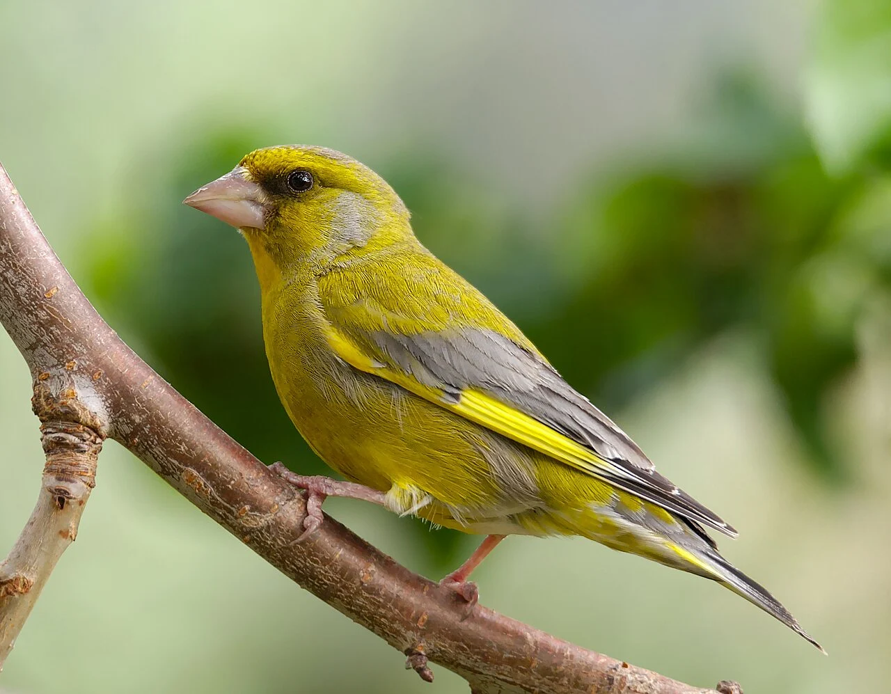 European Greenfinch (Chloris chloris) — photo 1 of 3