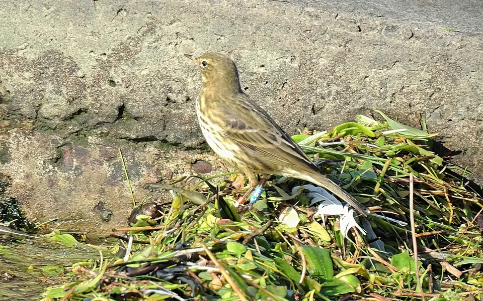 Rock Pipit (Anthus petrosus) — photo 4 of 4