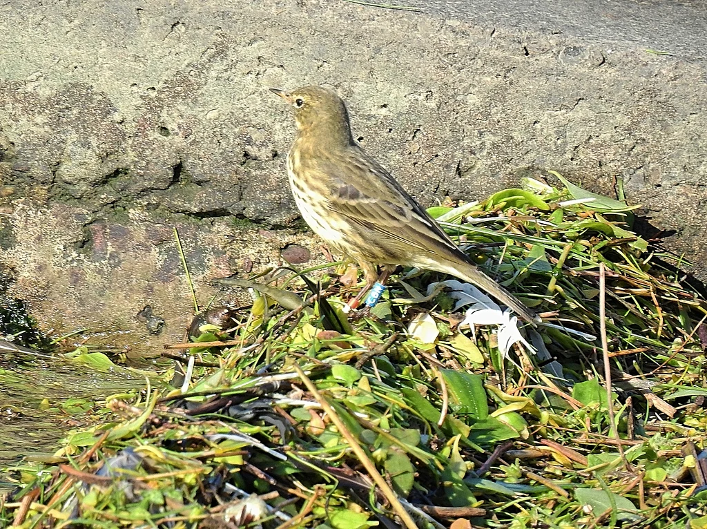 Rock Pipit