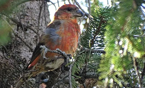 Red Crossbill