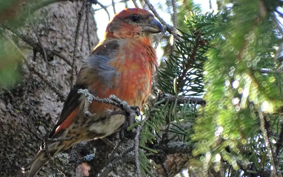Red Crossbill (Loxia curvirostra) — photo 2 of 3