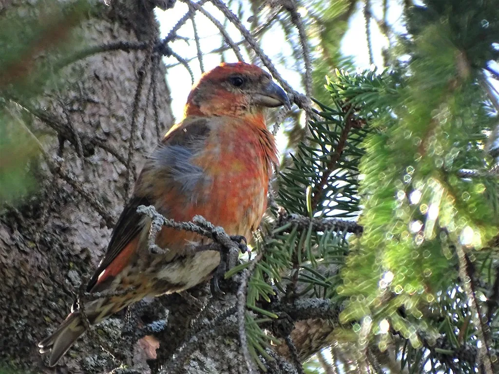Red Crossbill