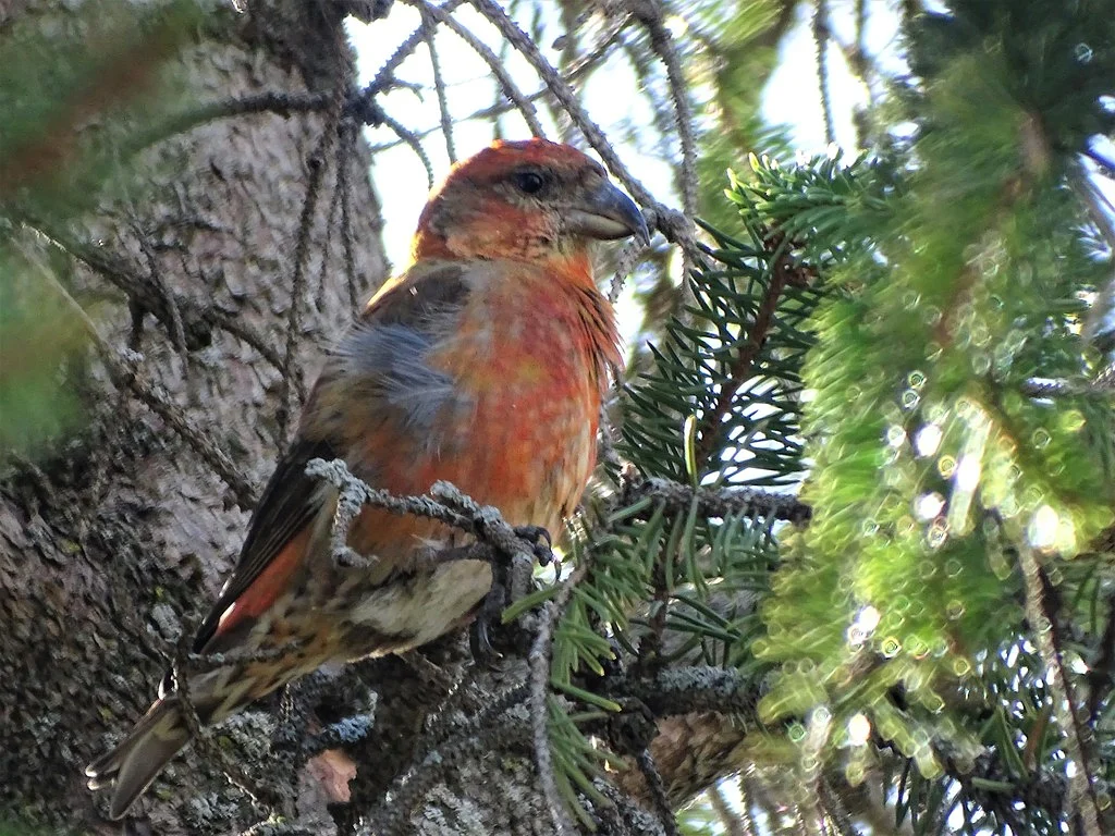 Red Crossbill