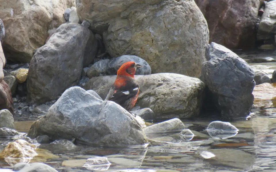 White-winged Crossbill (Loxia leucoptera) — photo 3 of 3