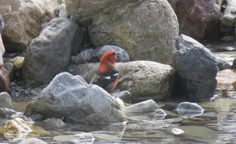 White-winged Crossbill (Loxia leucoptera) — photo 3 of 3