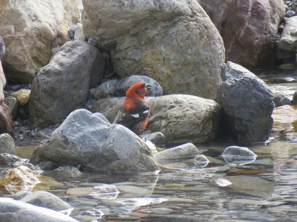 White-winged Crossbill (Loxia leucoptera) — photo 3 of 3